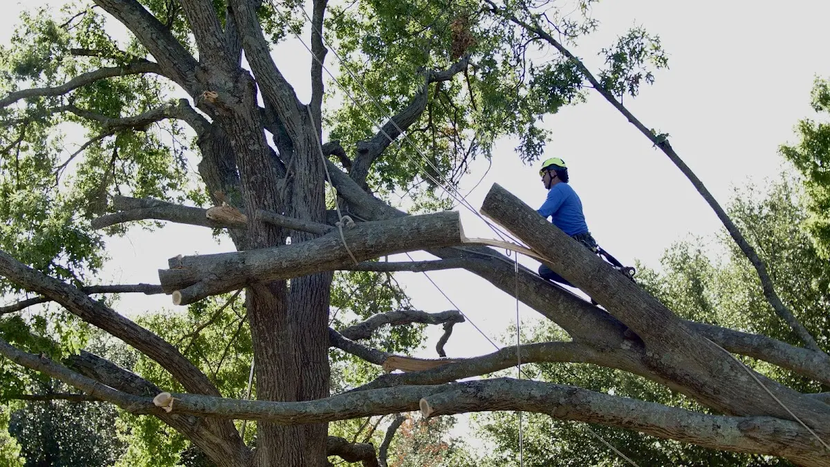 Professional Crown Thinning performed by certified arborists in Charmco