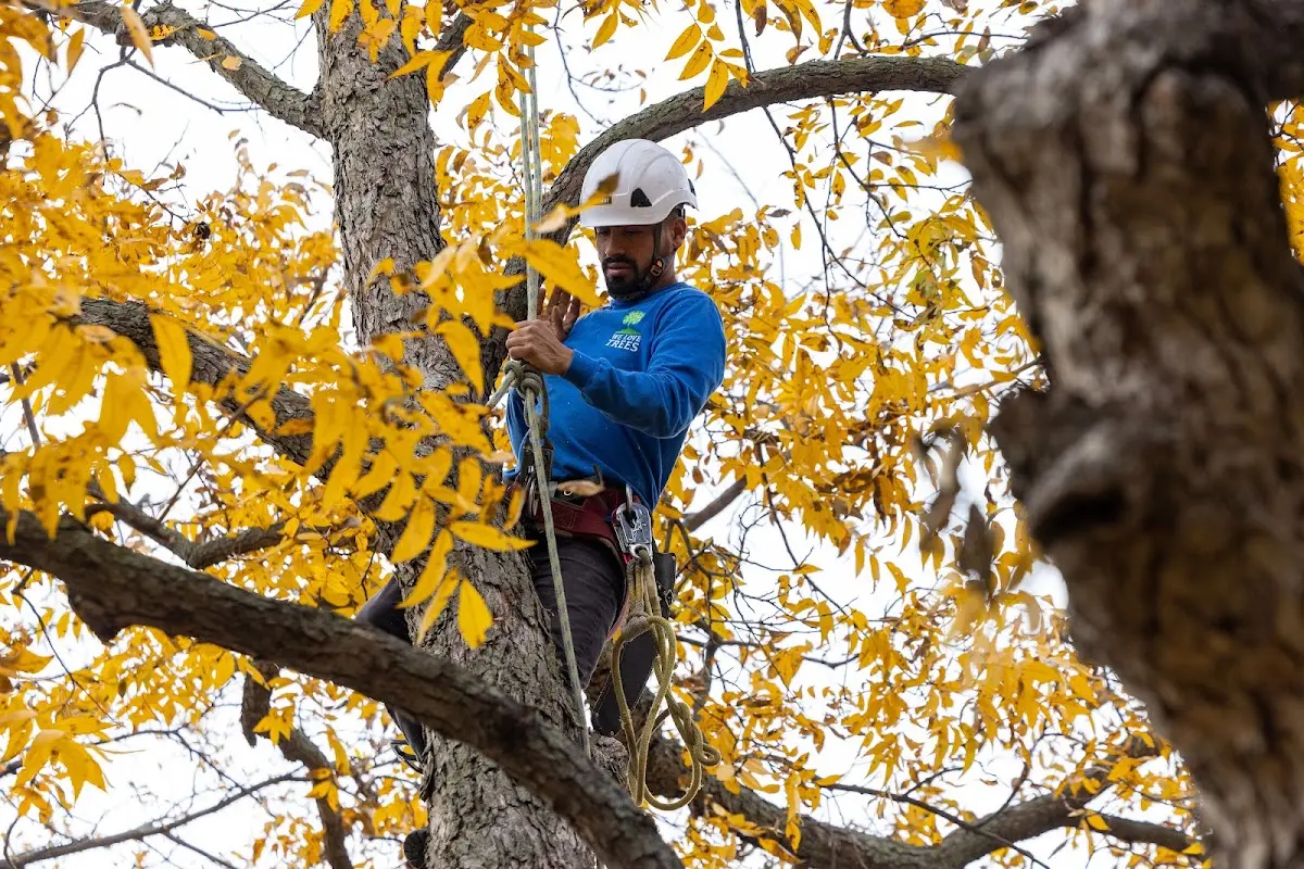 Skilled Tree Planing crew working in Charmco